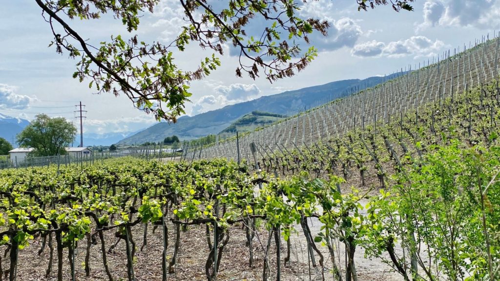 Treffpunkt Wasser BlueArk – Salgesch (18.04.2023)