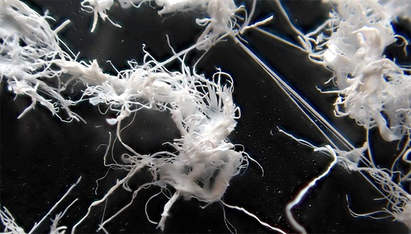 Bioplastik aus Abwasser gewinnen