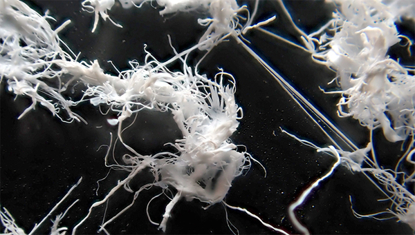 Bioplastik aus Abwasser gewinnen