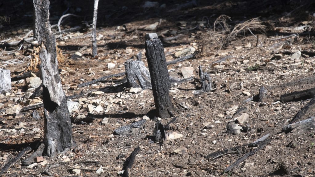 Parts of Switzerland on drought alert