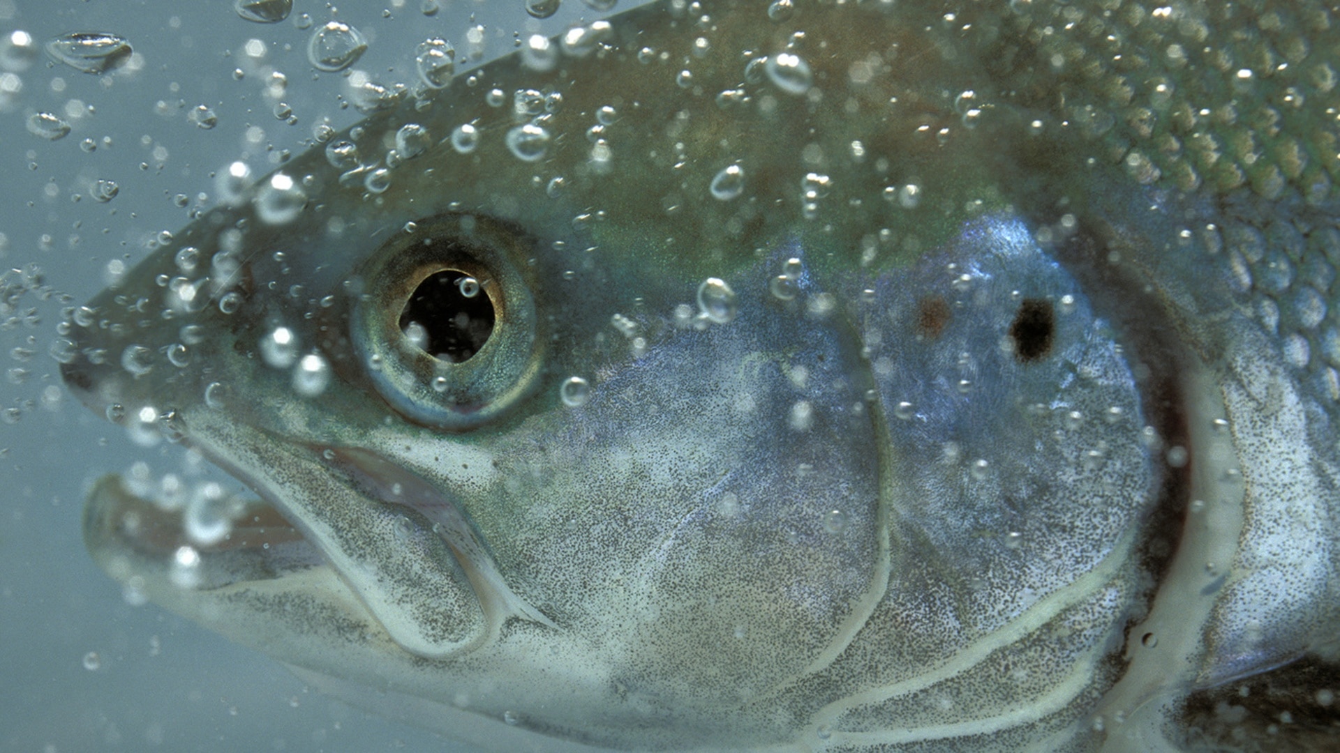 Why isn't the salmon making a comeback in Switzerland?